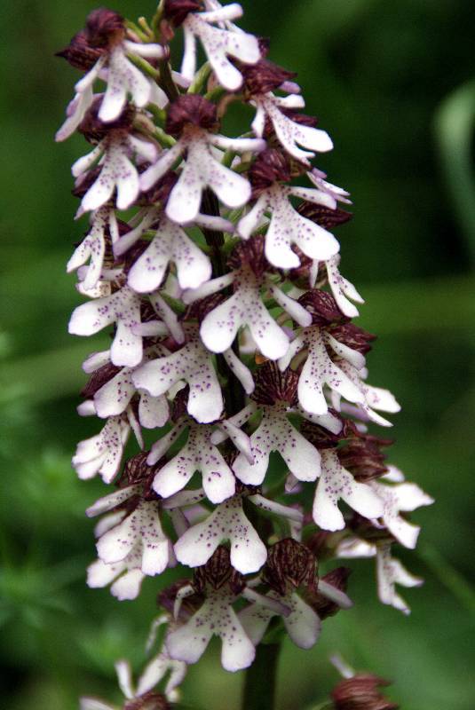 Unser Orchideenpark Bild Nr.072